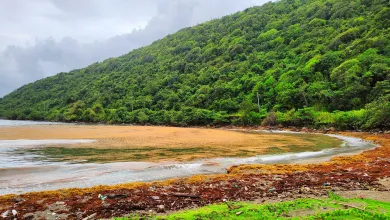Sargassum seaweed