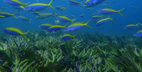 A school of blue and yellow fish swims above a seagrass meadow underwater.