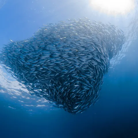 A dense shoal of fish forms a swirling shape beneath sunlit blue ocean water.