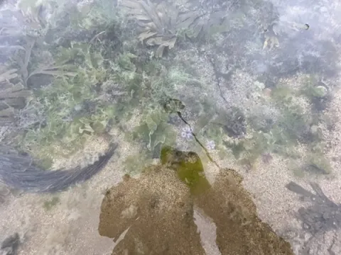 Doctor Holly-Gale Millette