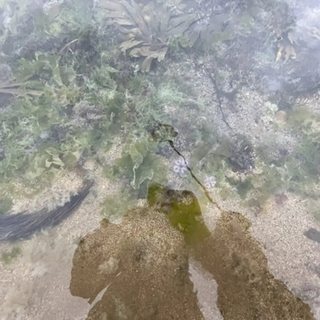 Doctor Holly-Gale Millette