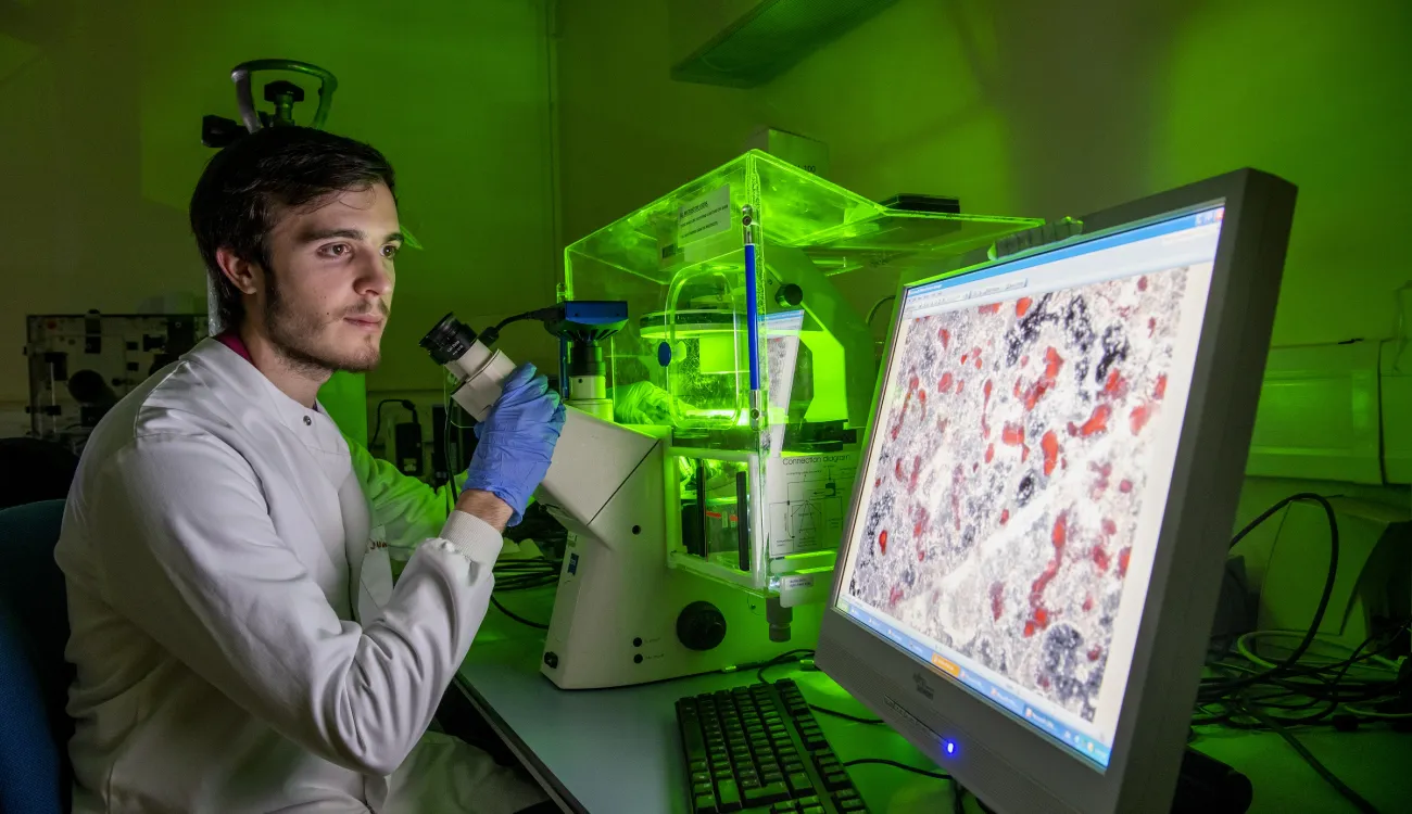 A researcher looks at an image of cells on a screen while using a microscope
