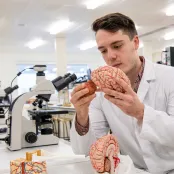 Student wearing a lab sits at a bench in a laboratory, surrounded by microscopes and technical equipment. He holds and takes a part a model of a human brain.