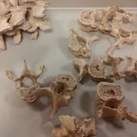 A collection of bones scattered across a table top