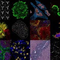 Montage of 18 stained images of various tissues