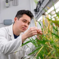 Male scientist wearing a white lab coat closely inspects an ear of corn growing in a laboratory propagating tray.