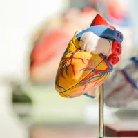 A detailed anatomical model of a human heart with vibrant colours highlighting its various parts, mounted on a stand, with a similar out-of-focus model in the background.