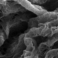 Fibres in microscope zoom
