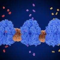 Image showing protein channels embedded in a membrane allowing small molecules to cross the lipid bilayer.