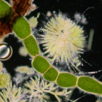 Image showing microscopic cells in colour
