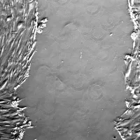 Microscopic view of a live cell