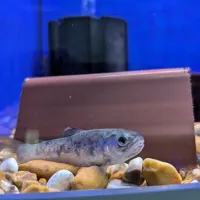 Indoor fishtank with a big fish