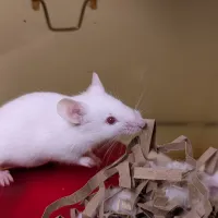 White lab mice on a red surface with shredded cardboard and fluff.