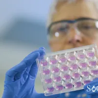 Dr Spalluto Examines organoids growing in pink fluid