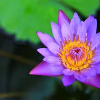 Vibrant purple water lily with a bright yellow centre blooming over dark pond water.