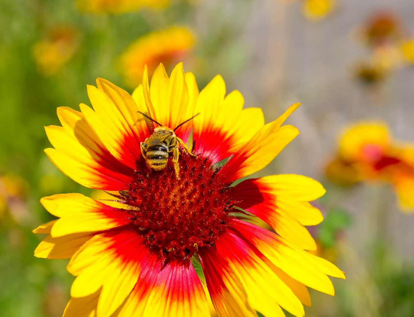 Bee collecting pollen from a brightly coloured flower.